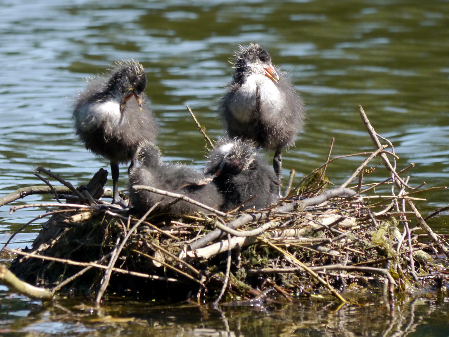 Blässhuhn Nest I (1)