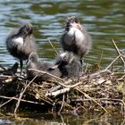 Blässhuhn Nest I (1)