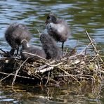 Blässhuhn Nest I (2)