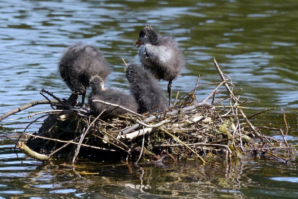 Blässhuhn Nest I (2)