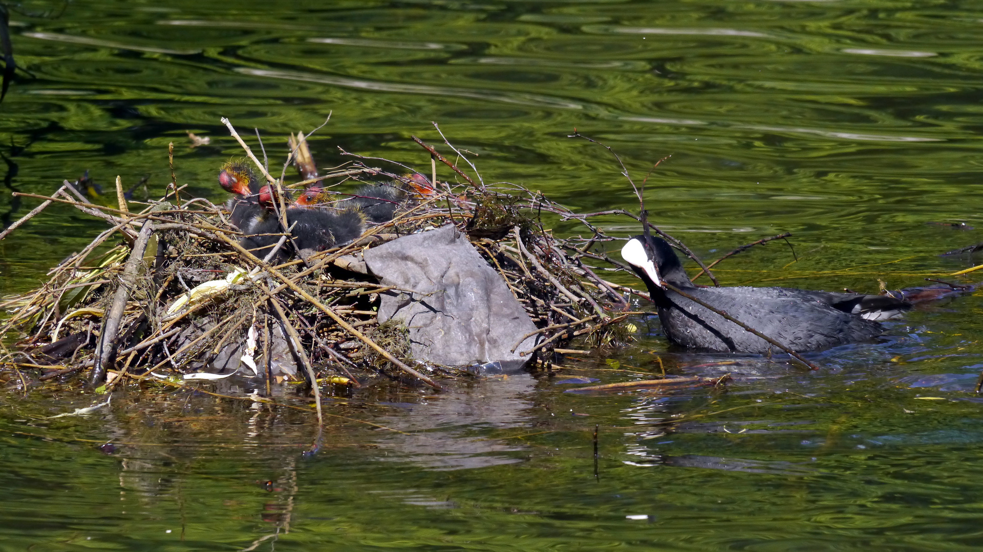 Blässhuhn Nest II (1)