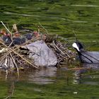 Blässhuhn Nest II (1)