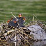 Blässhuhn Nest II (2)