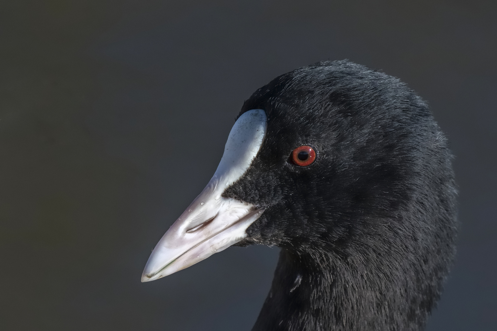 Blässhuhn Portrait