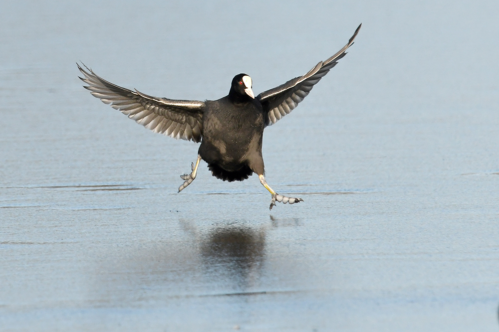  Blässhuhn (Ralle) fulica atra