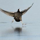  Blässhuhn (Ralle) fulica atra