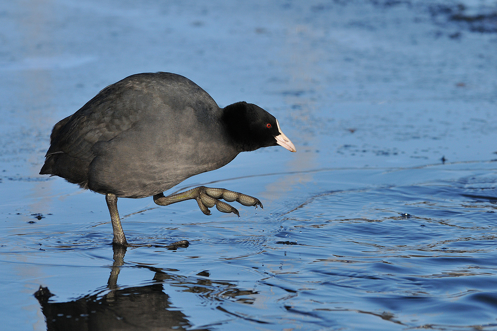 Blässhuhn – Schritt ins Eiswasser