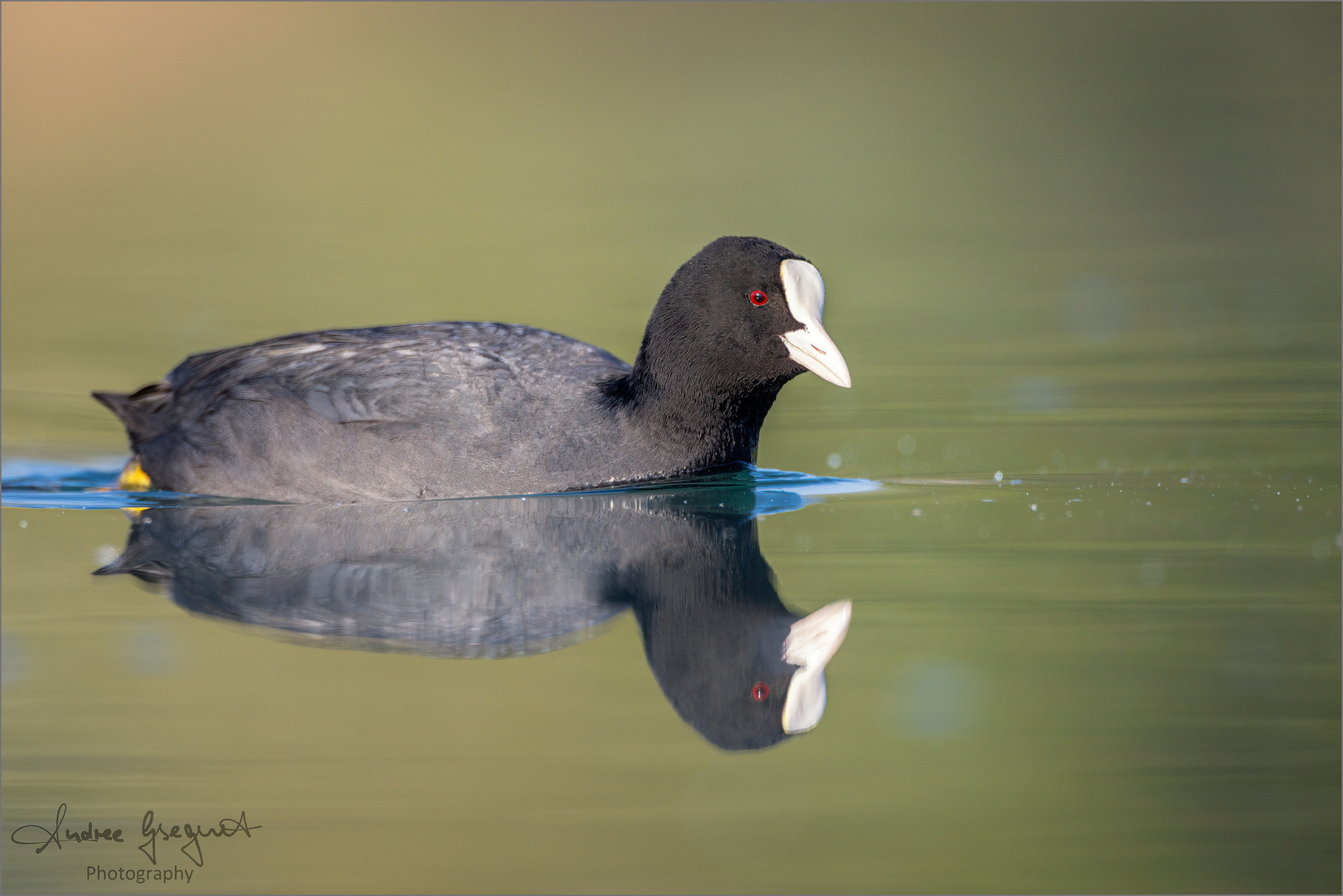 Blässhuhn Spiegelung