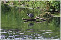 Blässhuhn Spiegelung