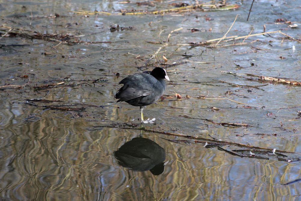 Blässhuhn Spiegelung