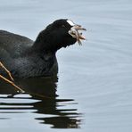 "Blässhuhn und das Frisch - Fisch - Häppchen"