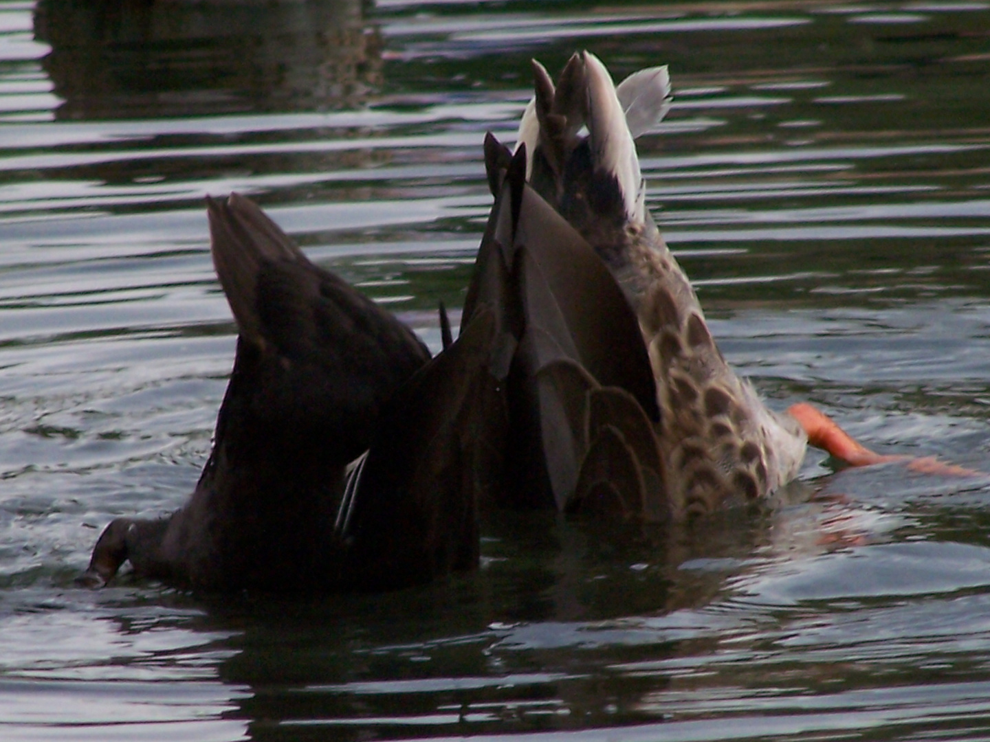 Blässhuhn und Ente in Duett Tauchgang.