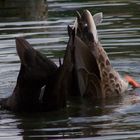 Blässhuhn und Ente in Duett Tauchgang.