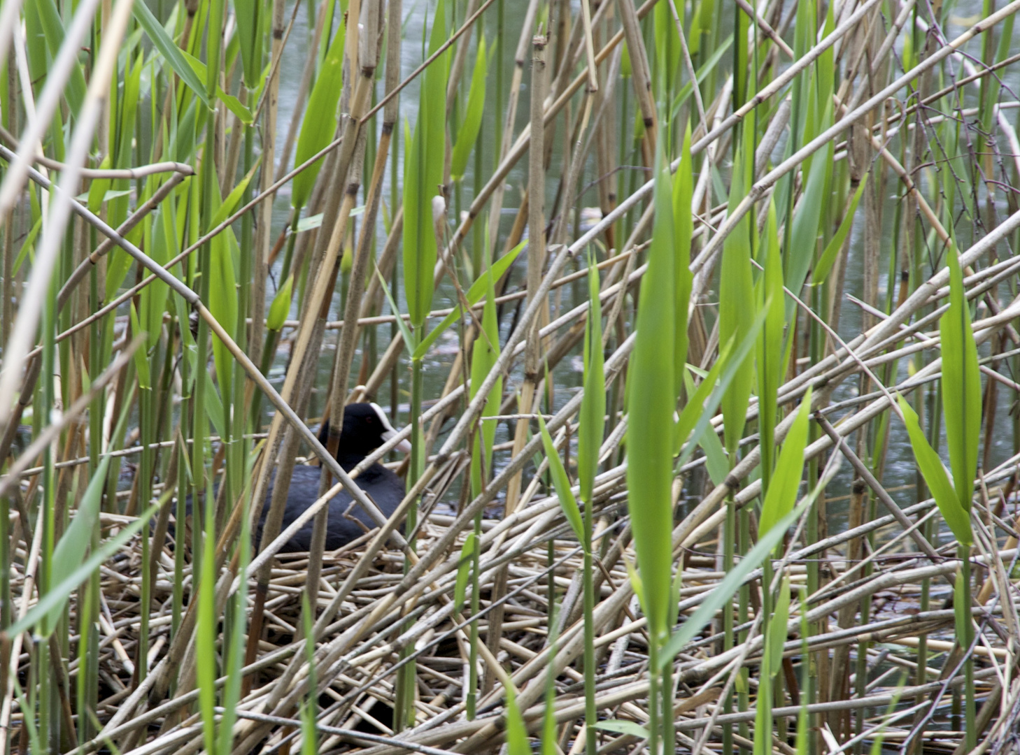 Blässhuhn Versteck