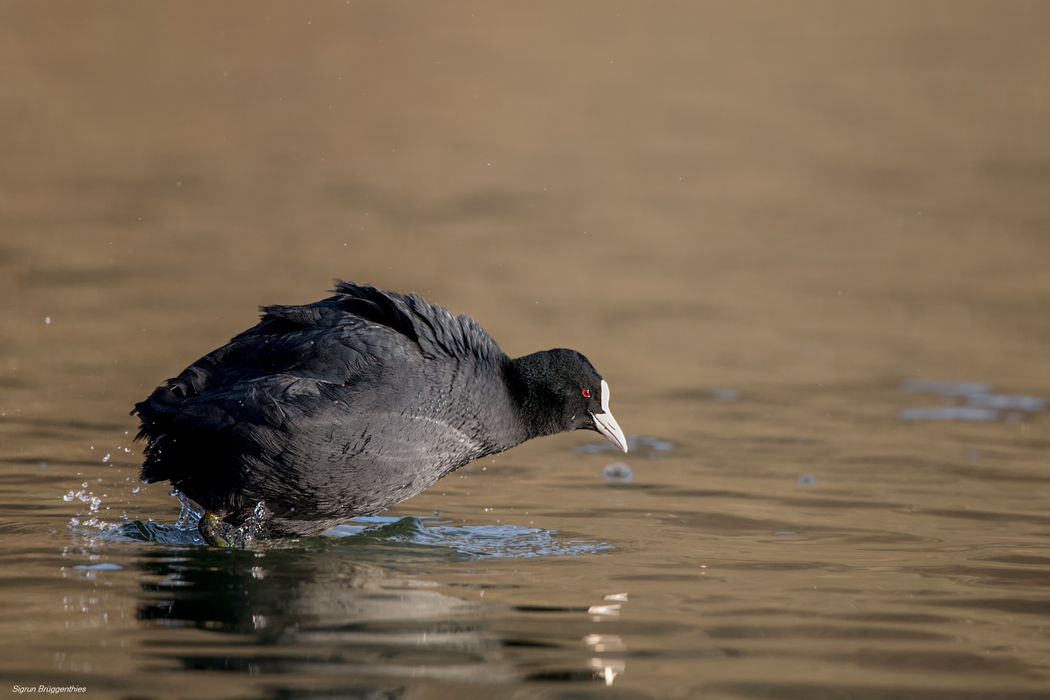 Blässhuhn... Versuch auf dem Wasser zu laufen?