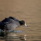 Blässhuhn... Versuch auf dem Wasser zu laufen?