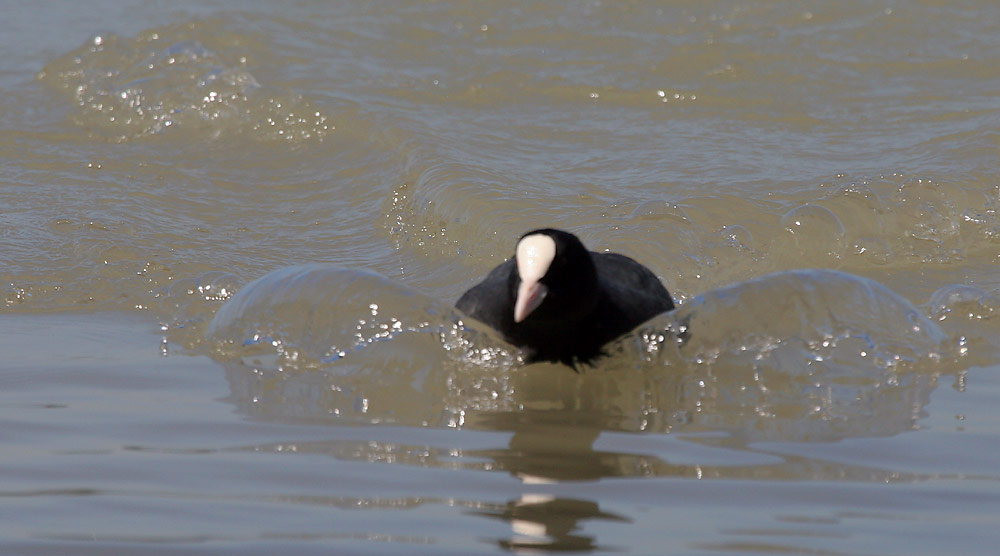 Bläßhuhn VI, Die Welle