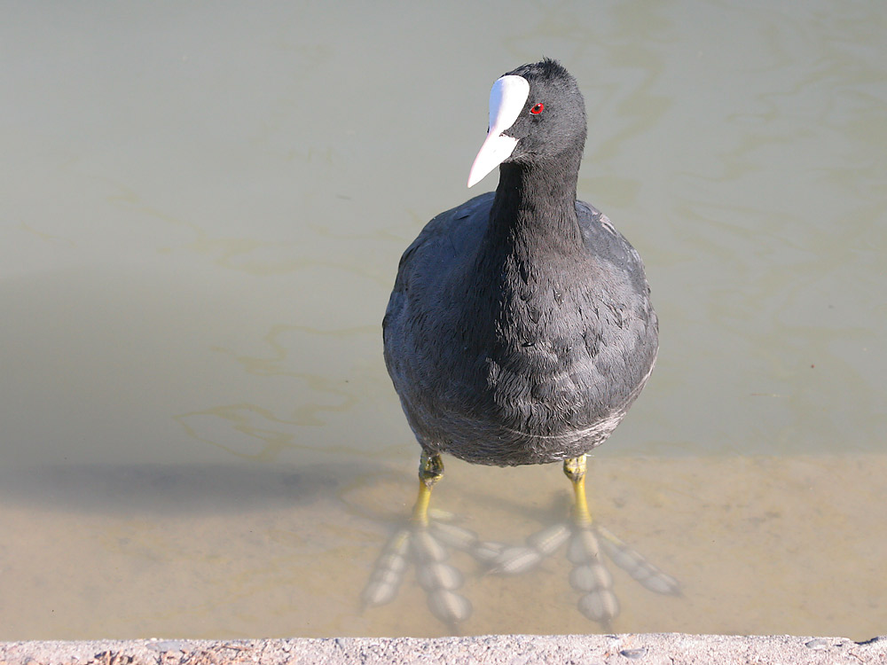 Bläßhuhn VII, Auf der Treppe