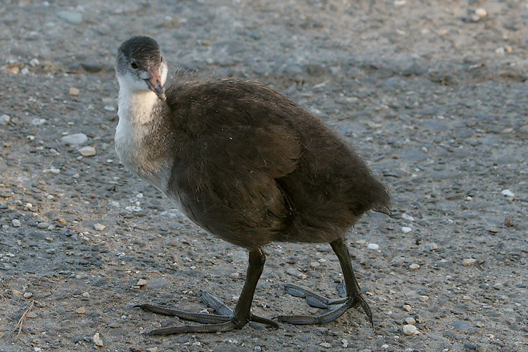 Bläßhuhn VIII, ein Jungtier