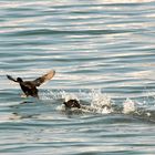 Blässhuhn Wasserlandung / Eurasian Coot water landing