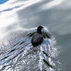 Blässhuhn zeichnet feine Rillen in das Wasser