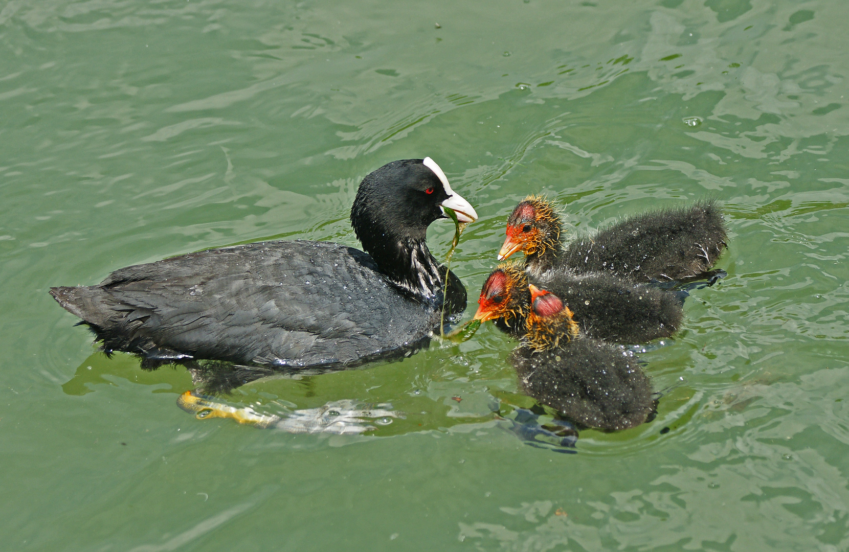 Bläßhuhnfamilie