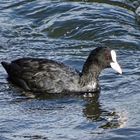 Blässhuhn(Fulica atra) in Ulm auf der Donau.