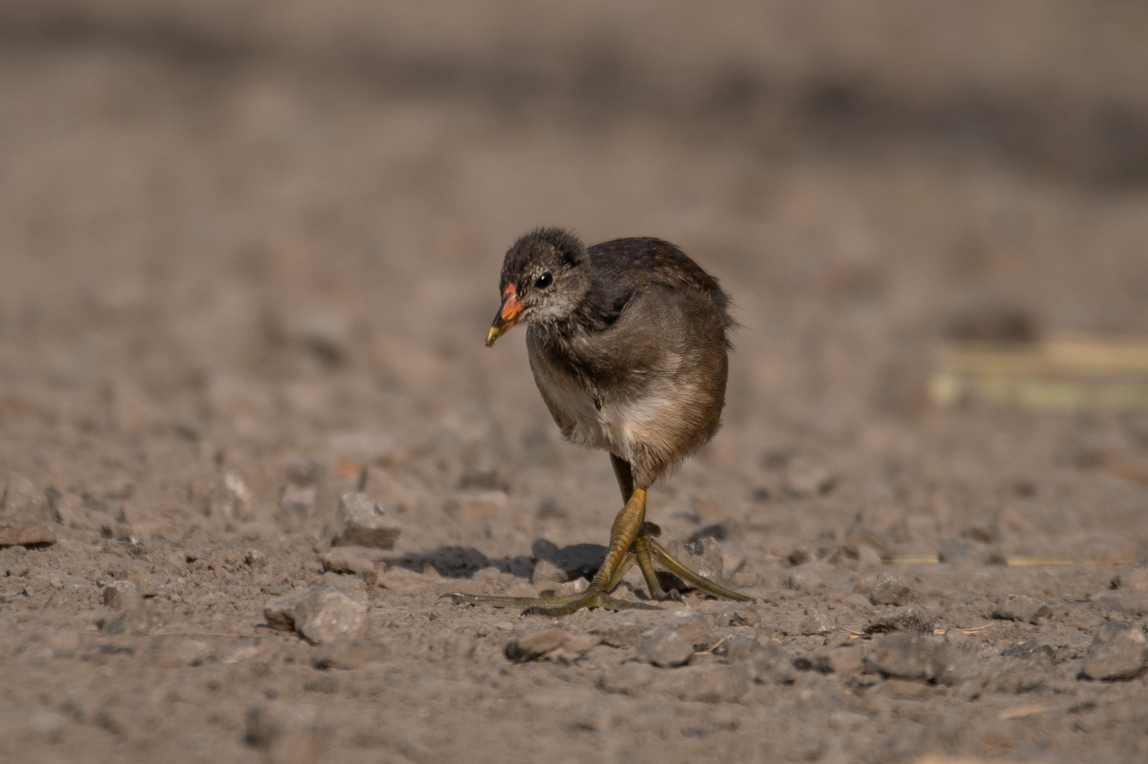 Blässhuhn,Küken am 04.07.2022