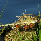 Blässhuhnküken bei der Fütterung