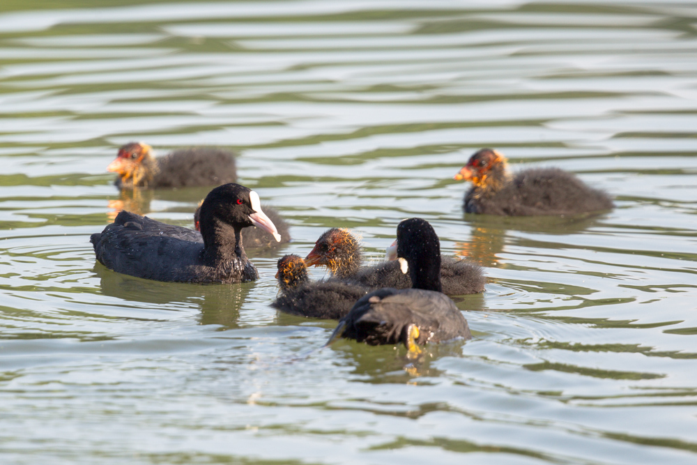 Bläßhuhnpaar (Fulica atra) mit Küken