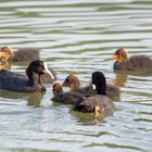 Bläßhuhnpaar (Fulica atra) mit Küken