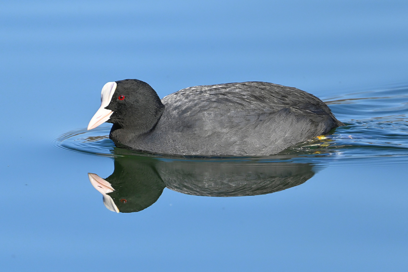 Blässralle.. Foto & Bild natur, nahaufnahme, tiere Bilder auf