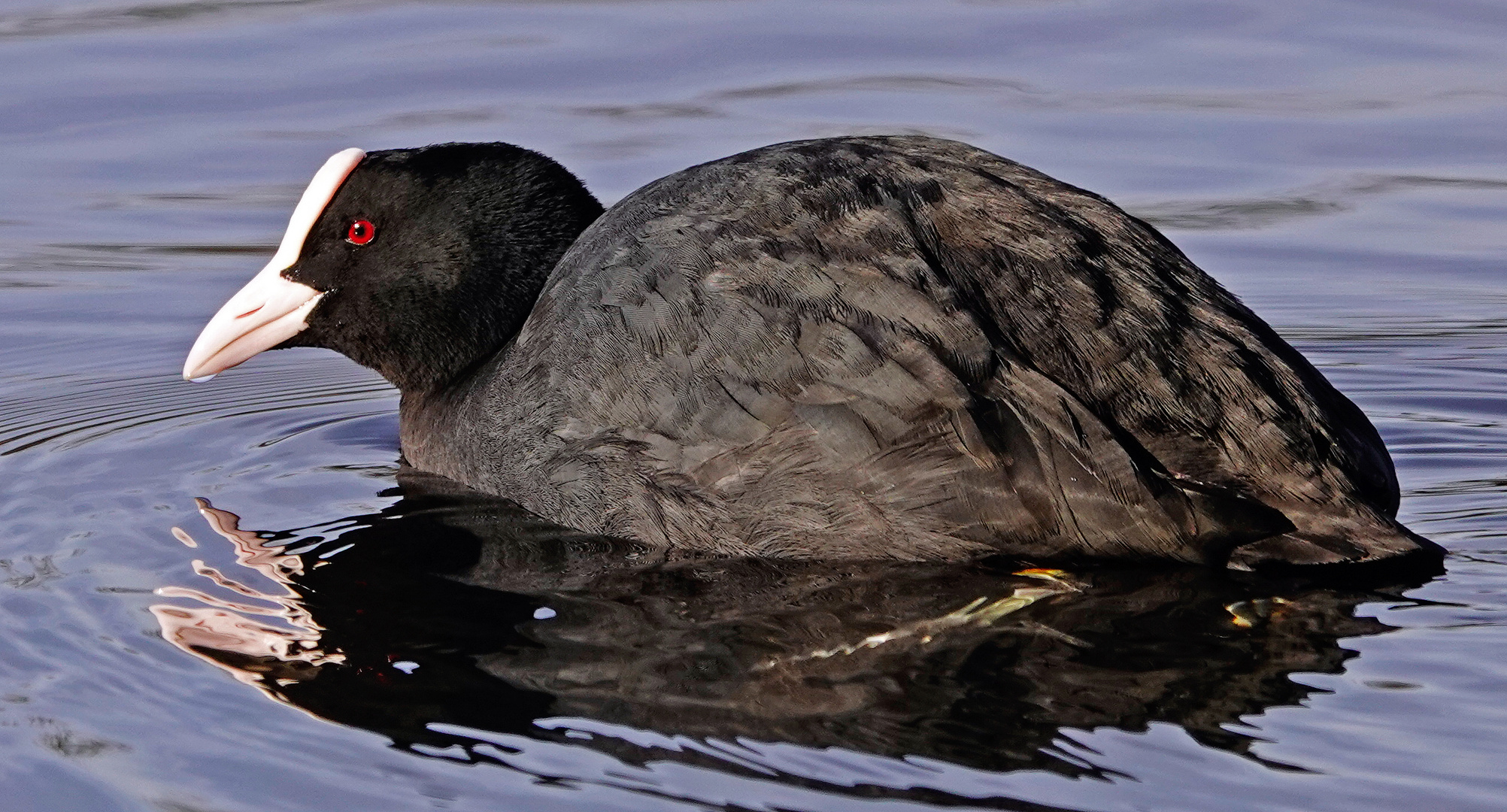 Blässralle Foto & Bild tiere, wildlife, wild lebende vögel Bilder auf