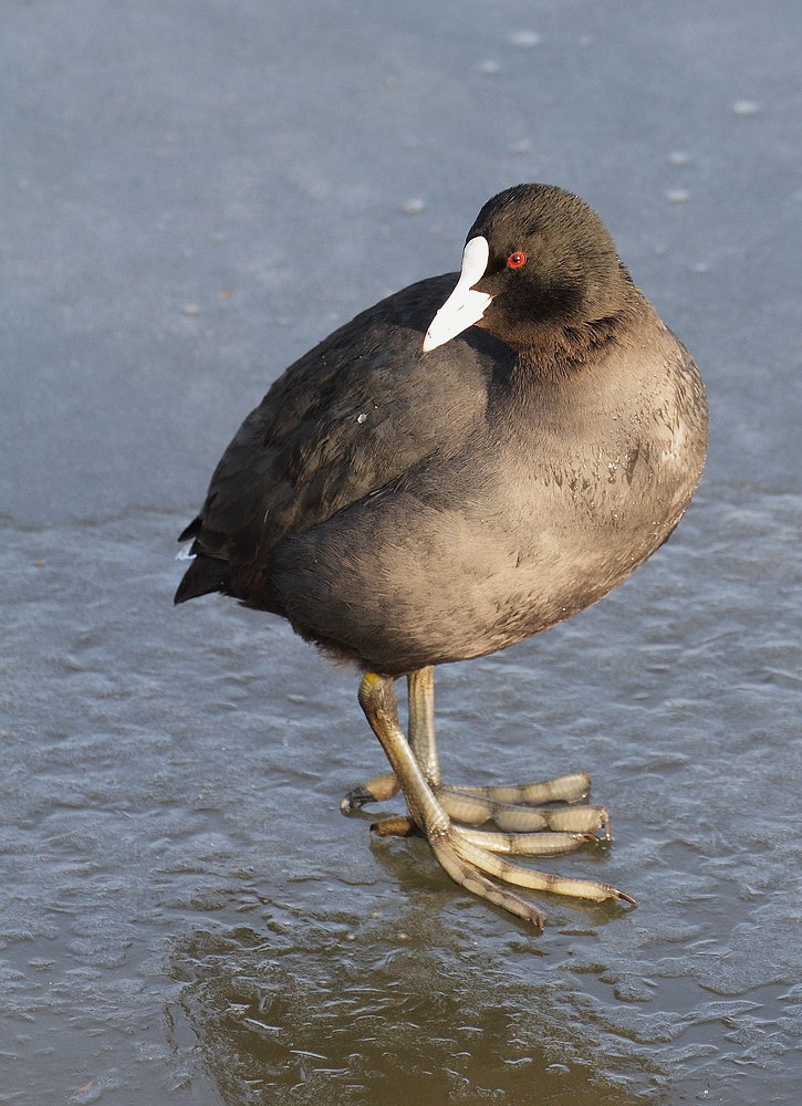 Bläßralle am gefrorenen Wöhrdersee in Nürnberg