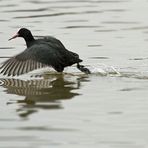 Bläßralle auf der Flucht