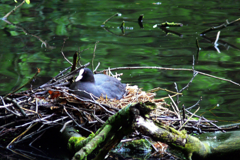 Blässralle - auf ihrem Nest im See brütend