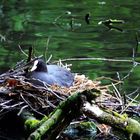 Blässralle - auf ihrem Nest im See brütend