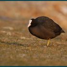 Blässralle (Fulica atra)