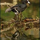 Blässralle -Fulica atra-