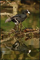 Blässralle -Fulica atra-