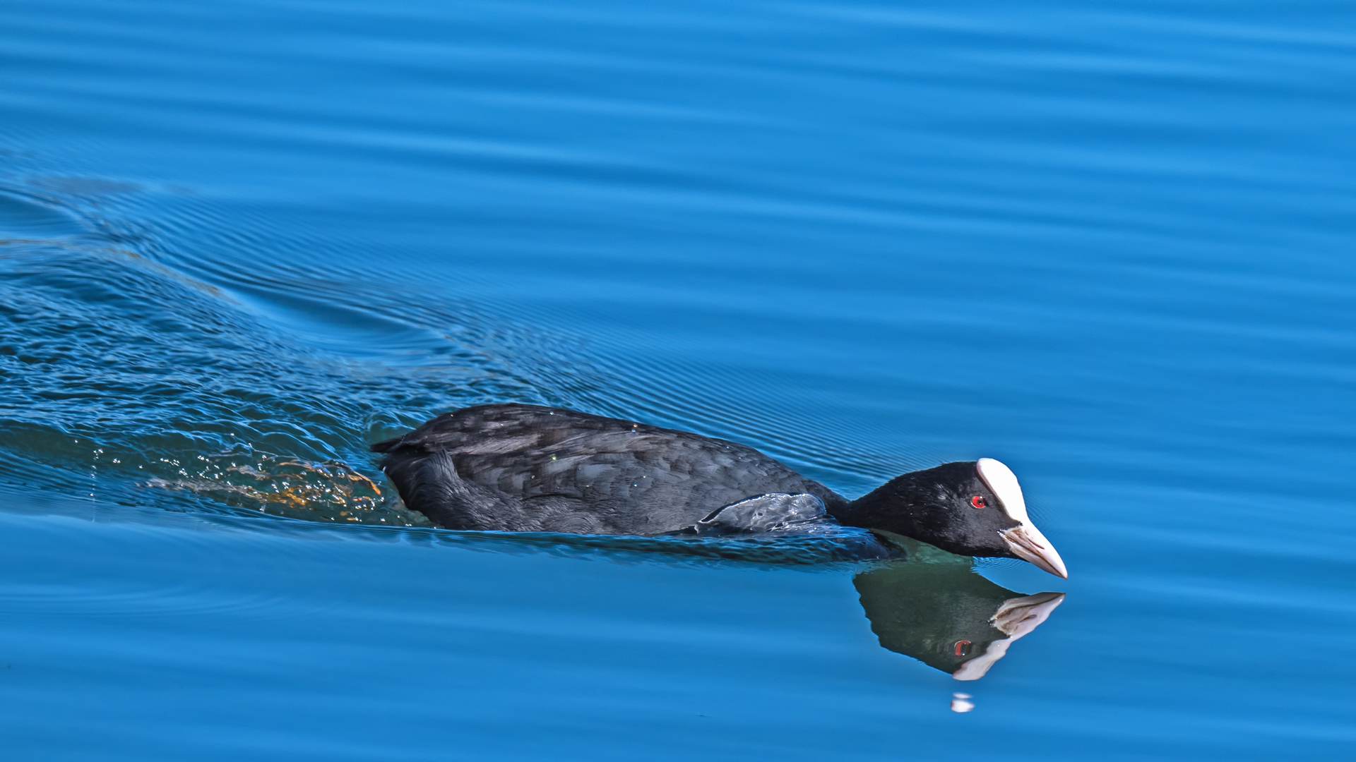 Blässralle (Fulica atra)