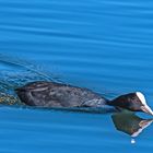 Blässralle (Fulica atra)