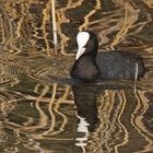 Bläßralle (Fulica atra)