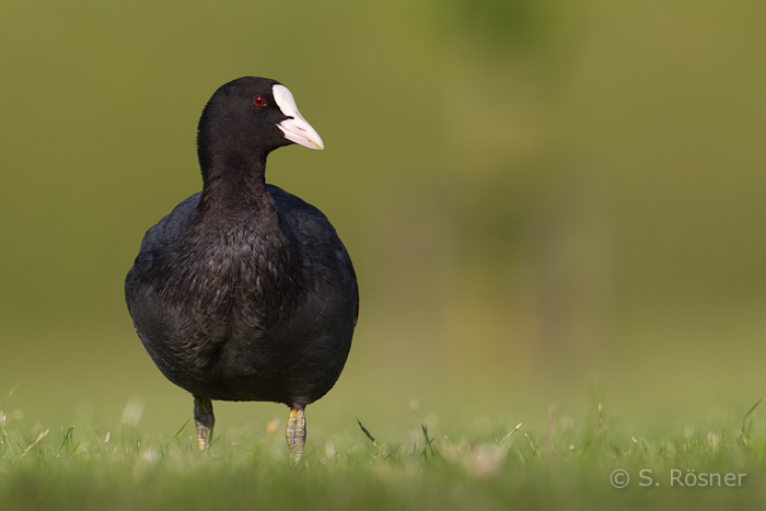 Blässralle (Fulica atra)