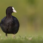 Blässralle (Fulica atra)