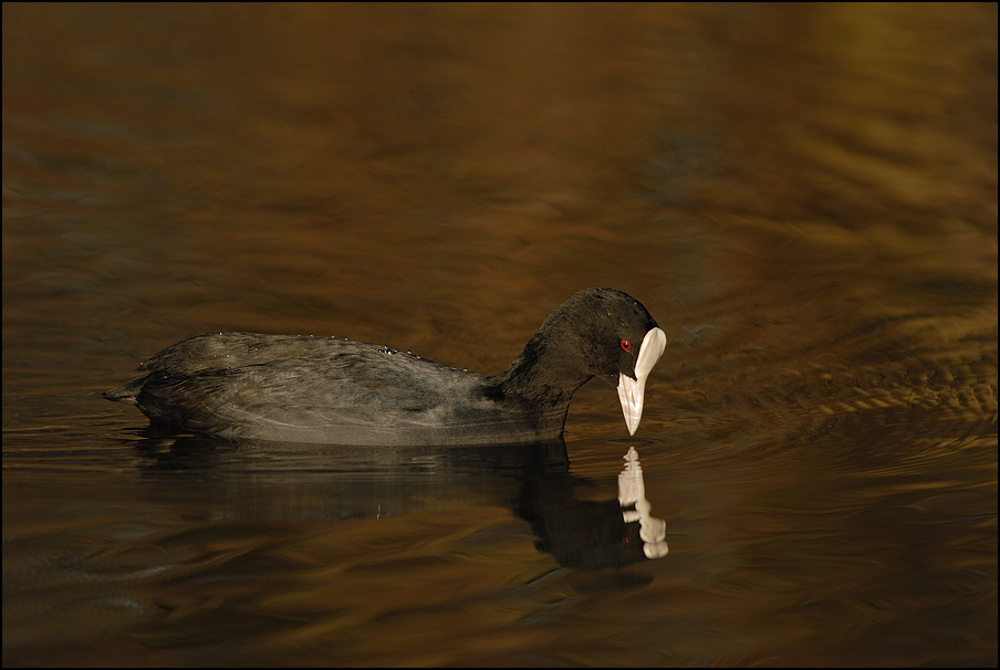 Blässralle (Fulica atra)