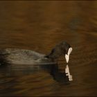 Blässralle (Fulica atra)