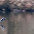 Blaessralle im Landeanflug