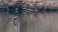 Blaessralle im Landeanflug