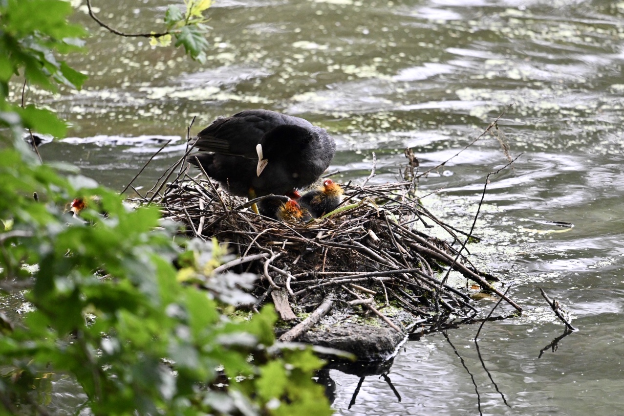 Blässralle im Nest